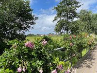 Rosenmeer auf dem Weg zum Hafen