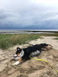 Hundeleben am Strand